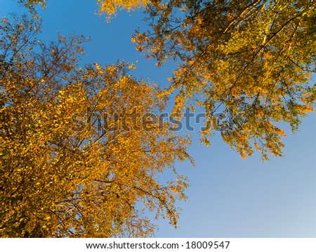 Fall trees on blue sky