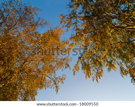 Fall trees with blue sky