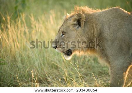 Lion  with profile facial view with reflection of the sun of the evening on the grass and lion