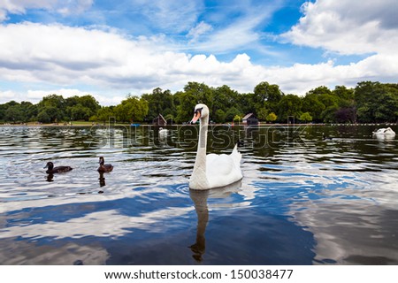 Swan in Hyde Park Swan in Hyde Park