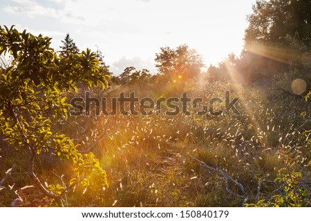 Nature in Sweden, beautiful sun flare, high grass, bushes in a heathland area of Gotland. Sweden