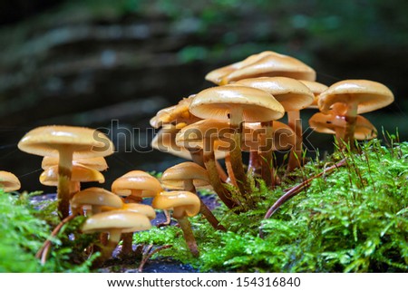 A close-up of a bundle of mushrooms growing on green moss.