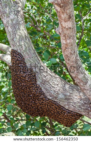 Nest of wild bees in Sri Lanka