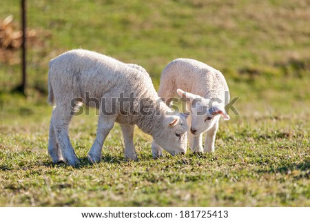 Two very cute white lambs on a green field. One lamb has its head turned to the other lamb