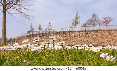 Many daisies on a field