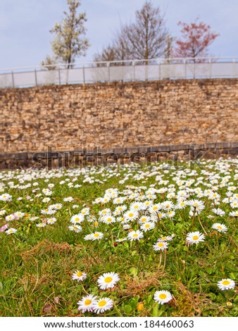 Many daisies on a field. One red ladybug on the ground