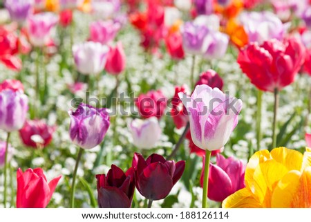 A field of colorful tulips in bright sunshine