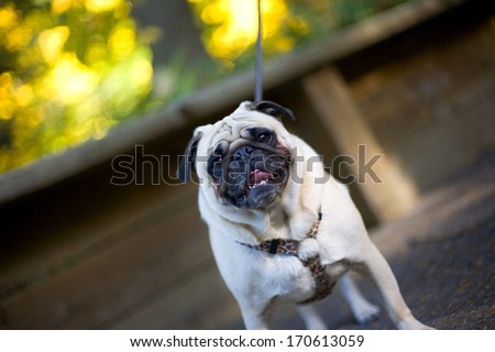 Excited Pug dog on a Leash