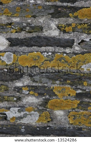 stone wall with fungus