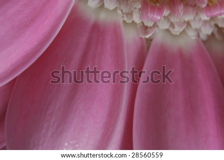 a part of a flower in macro
