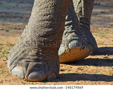 African Elephant feet