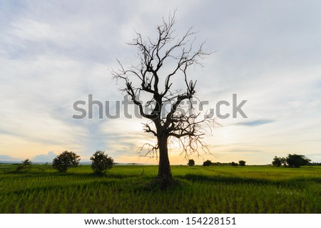A withered tree in farmland