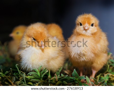 Pullets Chicken