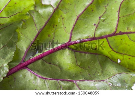Close up photo of edible vegetables - a beetroot leafs on a  wooden light blue table