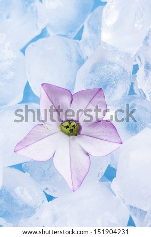 Close up photo of the small light purple flower siting in the glass full off ice cubes.