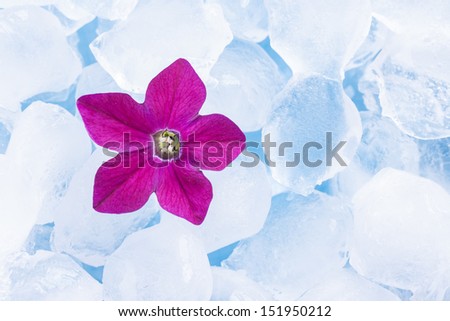 Close up photo of the small light purple, red and purple flower siting in the glass full off ice cubes.