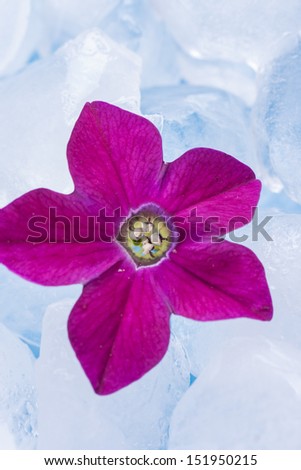 Close up photo of the small light purple, red and purple flower siting in the glass full off ice cubes.