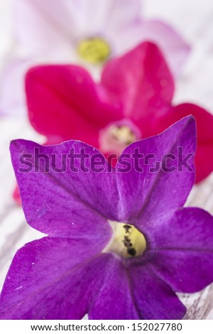 Close up photo of the small light purple flowers on a bright solid wooden background.