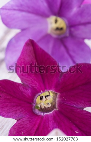 Close up photo of the small light purple flowers on a bright solid wooden background.