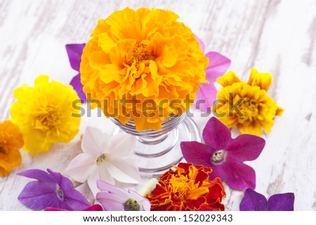 Close up photo of the small light orange flowers (Tagetes) on a bright solid wooden background.