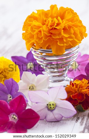 Close up photo of the small light orange flowers (Tagetes) on a bright solid wooden background.