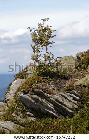 Rowan tree at the edge of the mountain precipice