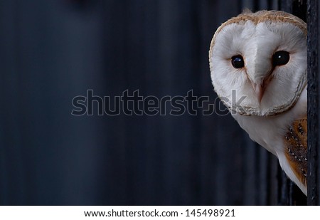 Barn Owl peering out