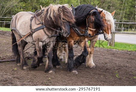 North swedish draft horses in work