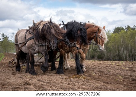 North swedish draft horses in work