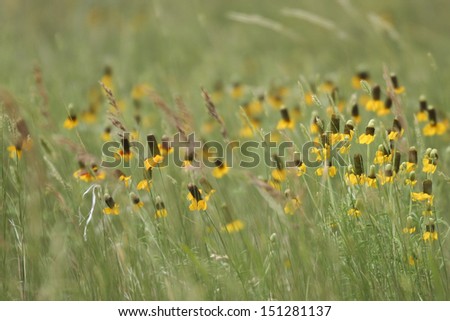 Yellow flowers on the Great Plains, surrounded by grass.  Near Badlands National Park, SD, USA.