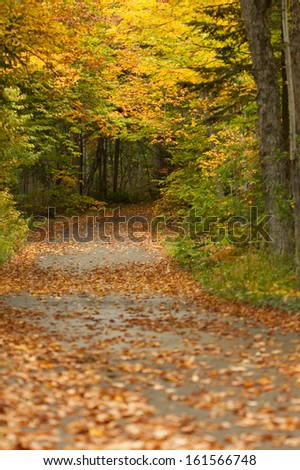 A road covered with fallen leaves through a colorful autumn forest.  Mackinac Island, MI, USA.