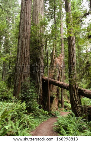 A trail through a forest. Redwood National Park, CA, USA.