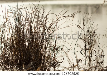 Winter grass in a flooded field.  Swartz Creek, MI, USA.