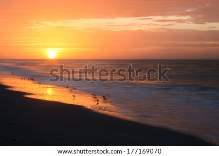 Shorebirds On The Beach With The Sun Rising In The Background. Tarpon Bay Beach, Sanibel Island, Fl, Usa.