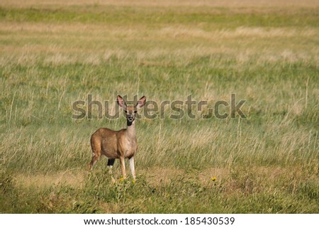 A mule deer in the Great Plains.  Badlands National Park, SD, USA.