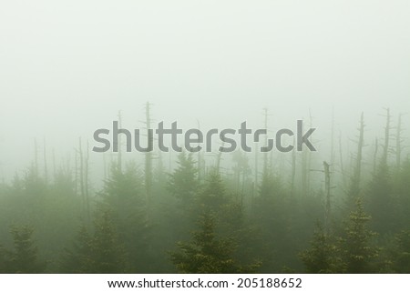 Forest on a foggy day.  Clingman\'s Dome, Great Smoky Mountains National Park, TN/NC.