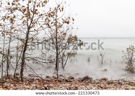 Small trees on a beach, with motion blur in the leaves & water from the wind.  Mackinac Island, MI, USA.