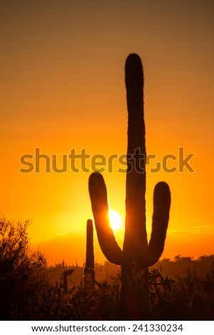 A saguaro cactus silhouetted against a sunset.  Lost Dutchman State Park, Apache Junction, AZ, USA.