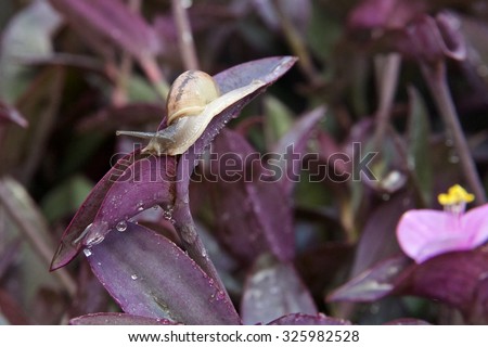 Snail on violet leaf