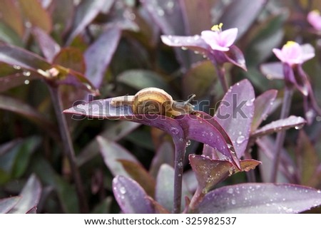Snail on violet leaf