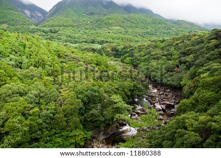 Lush Forest