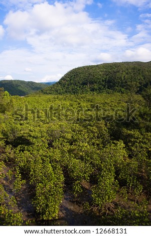 Mangrove jungle from above