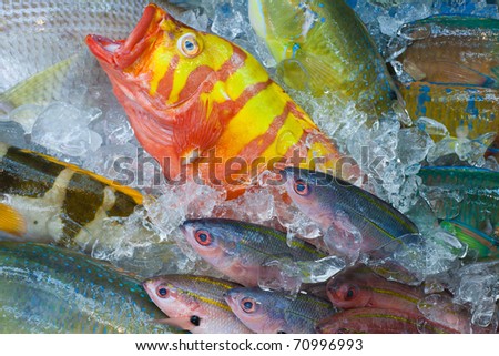 Freshly caught colorful Japanese tropical fish at the fish market, Naha,Okinawa, Japan