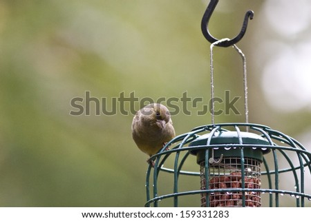 Greenfinch: Feeding Time