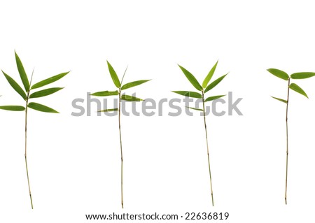 Isolated images of nice lucky bamboo