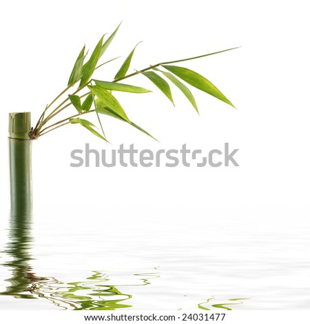 Reflection for bamboo Stock with green leaf