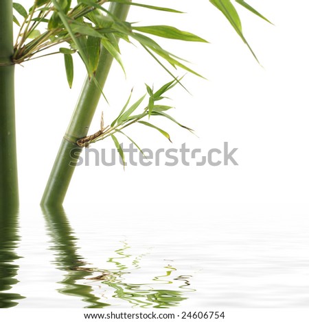 Reflection for bamboo Stock with green leaf