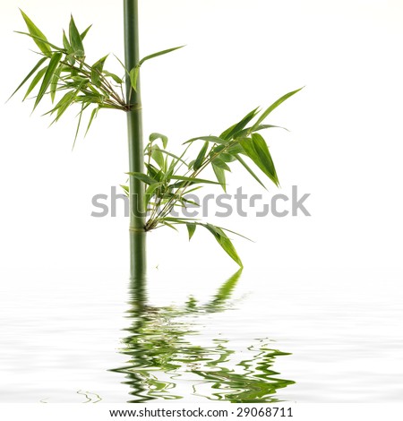 Branch of a bamboo. with reflection