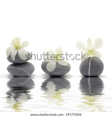 Row of orchid and stone