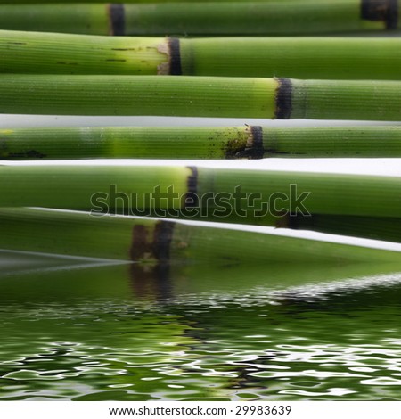 Bamboo stem with reflection